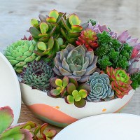 Сукуленти