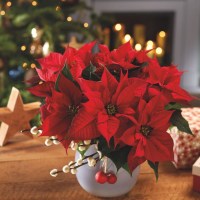 Божиќен цвет со црвена боја