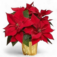 Божиќен цвет со црвена боја