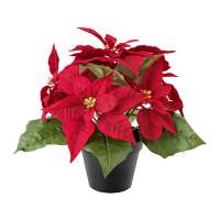 Божиќен цвет